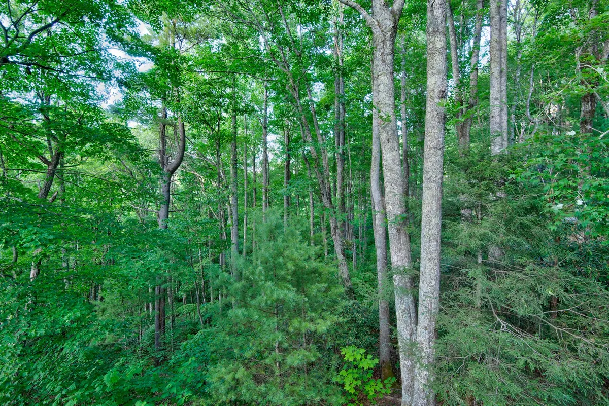 This image captures a tranquil forest scene with tall trees, dense greenery, and underbrush, evoking the sense of adventure and natural beauty found on local mountain trails. The area is perfect for hiking, nature walks, and bird watching, making it ideal for guests exploring the outdoors with their dogs.